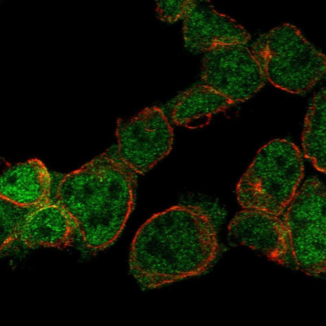 ZNF302 Antibody in Immunocytochemistry (ICC/IF)