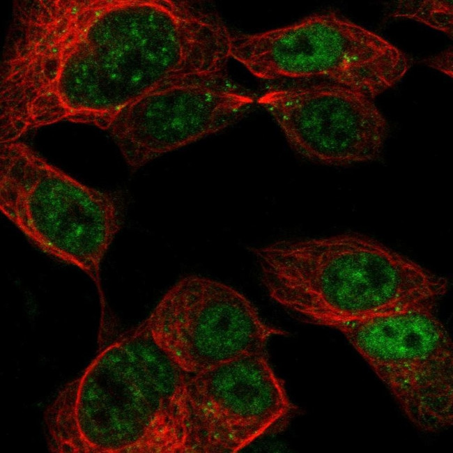 CCDC169 Antibody in Immunocytochemistry (ICC/IF)