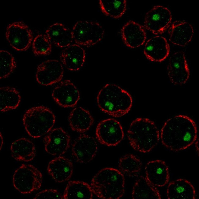 CABLES2 Antibody in Immunocytochemistry (ICC/IF)