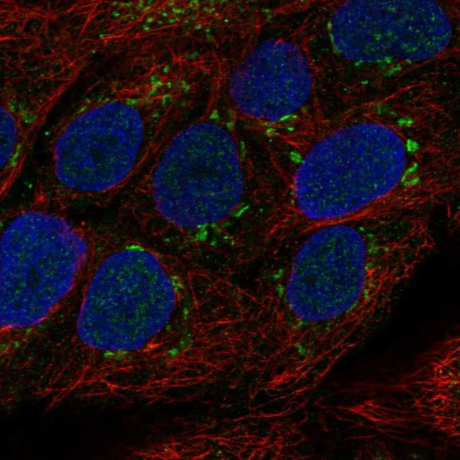TMPRSS11E Antibody in Immunocytochemistry (ICC/IF)