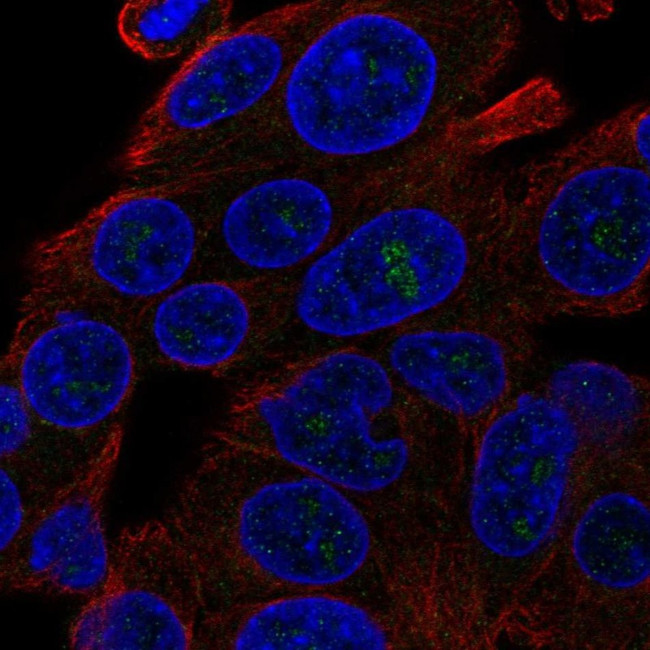 DQX1 Antibody in Immunocytochemistry (ICC/IF)
