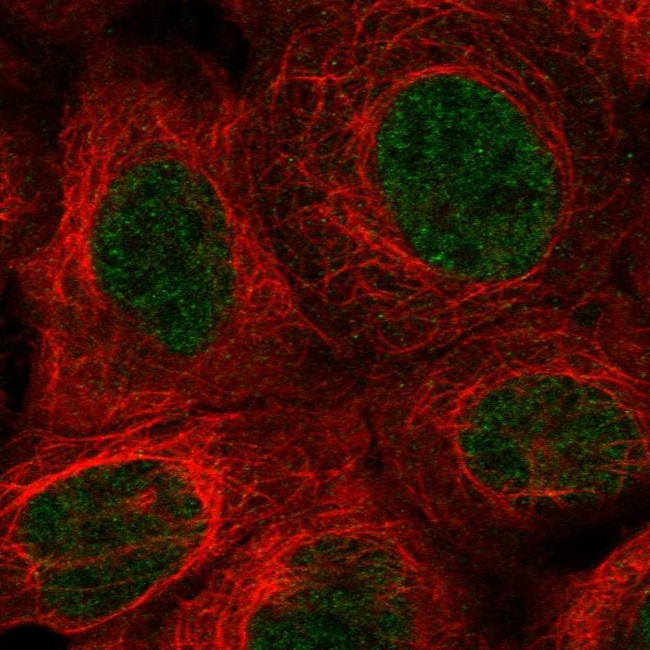 MSANTD1 Antibody in Immunocytochemistry (ICC/IF)