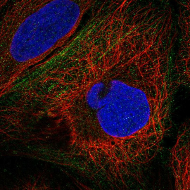 BPIFB4 Antibody in Immunocytochemistry (ICC/IF)