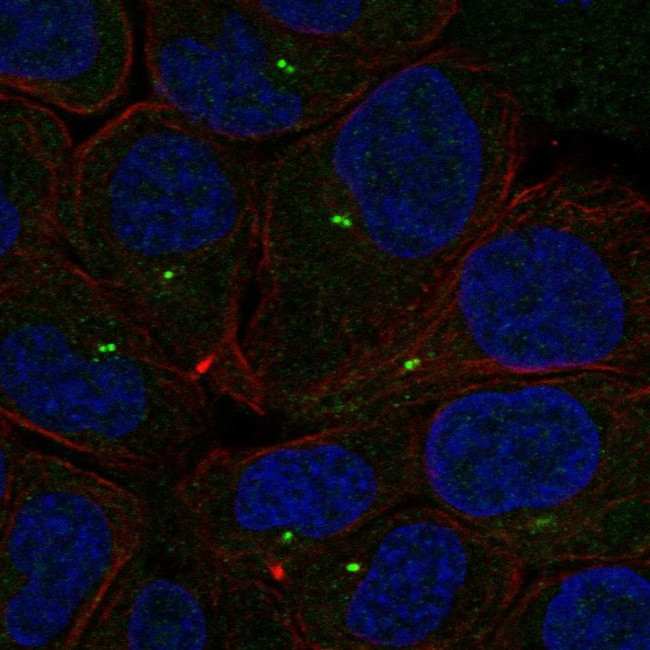 PLEKHG7 Antibody in Immunocytochemistry (ICC/IF)