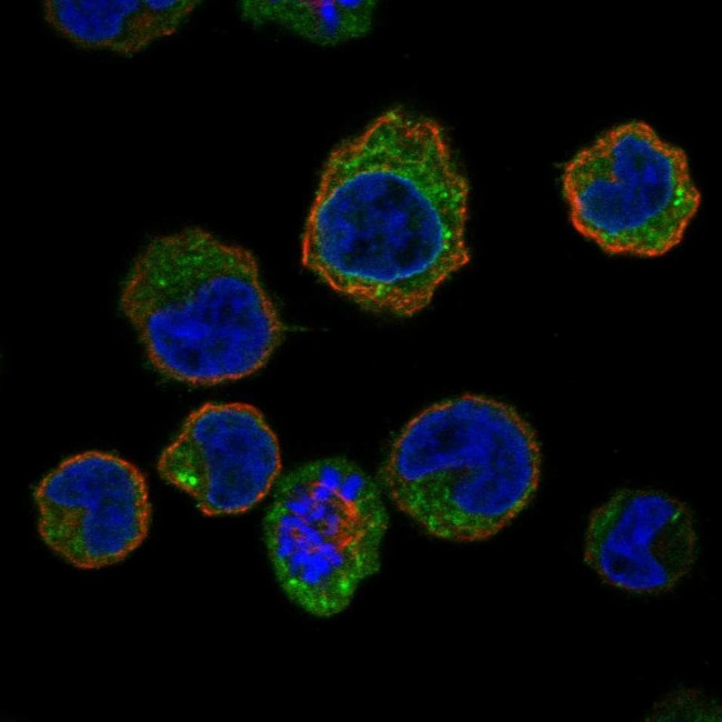 MARCH1 Antibody in Immunocytochemistry (ICC/IF)