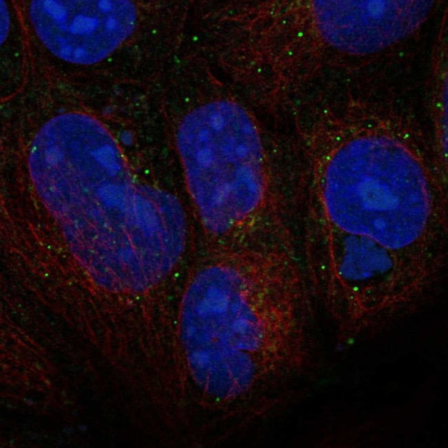 WNT3 Antibody in Immunocytochemistry (ICC/IF)