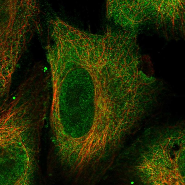 TEX13C Antibody in Immunocytochemistry (ICC/IF)