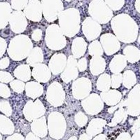 MFSD4 Antibody in Immunohistochemistry (Paraffin) (IHC (P))