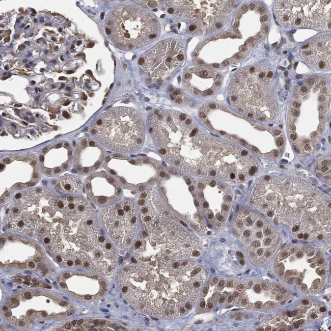 FAM35A Antibody in Immunohistochemistry (Paraffin) (IHC (P))