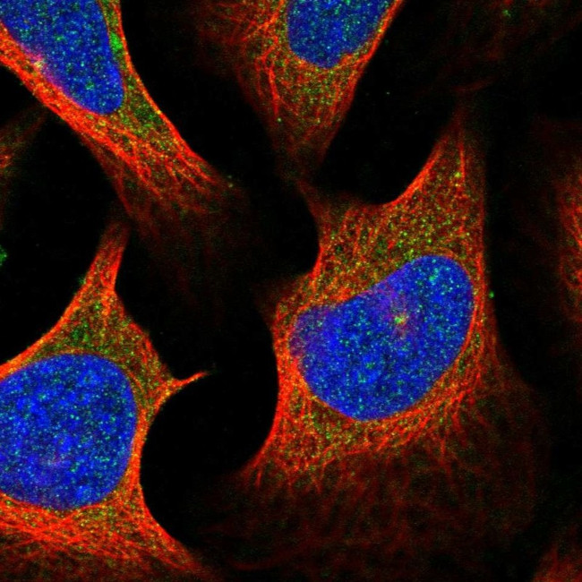 Centrin 2 Antibody in Immunocytochemistry (ICC/IF)