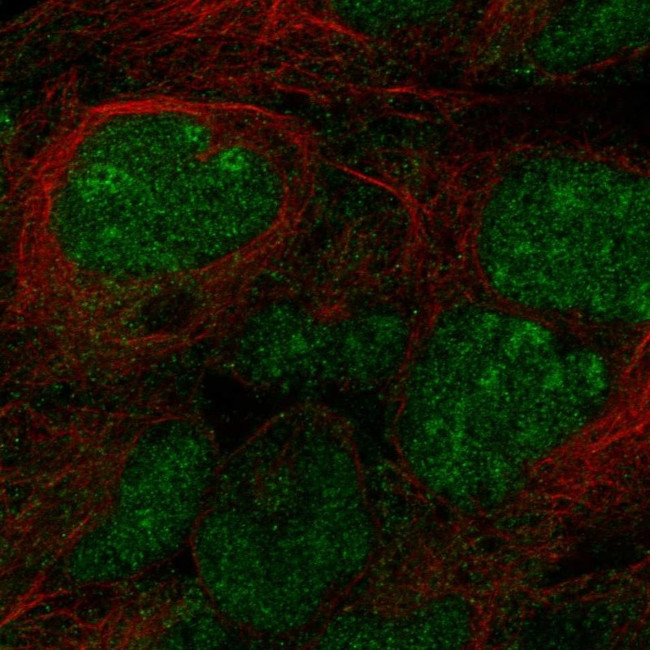 STPG2 Antibody in Immunocytochemistry (ICC/IF)