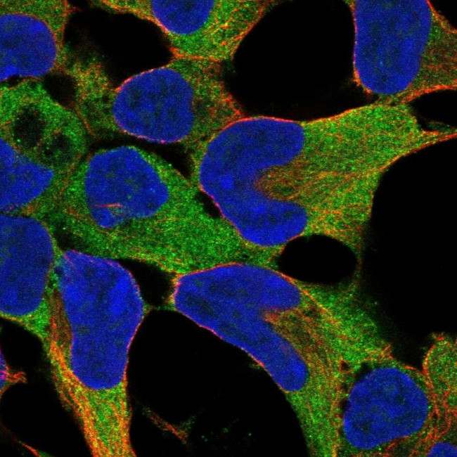 FNDC8 Antibody in Immunocytochemistry (ICC/IF)