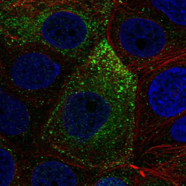 NOXRED1 Antibody in Immunocytochemistry (ICC/IF)