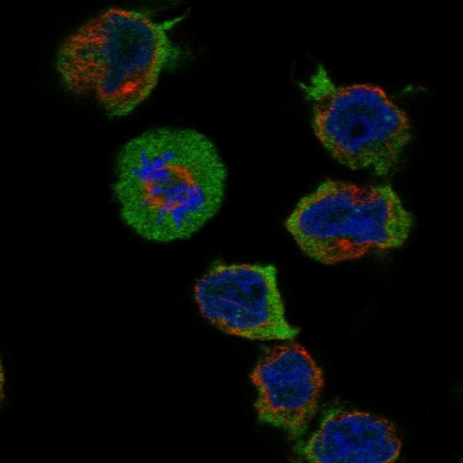 CPNE9 Antibody in Immunocytochemistry (ICC/IF)
