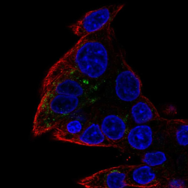 FAM45A Antibody in Immunocytochemistry (ICC/IF)