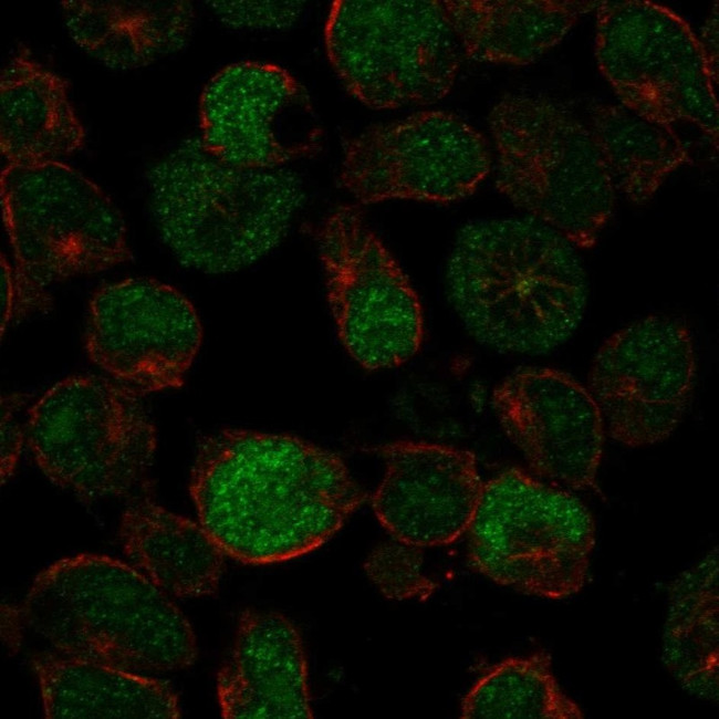 PRDM13 Antibody in Immunocytochemistry (ICC/IF)