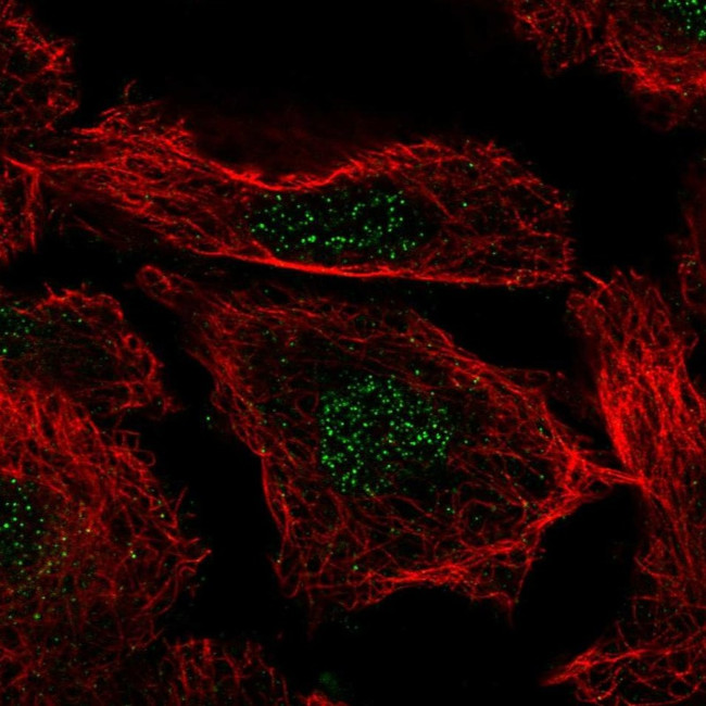 Histone H3.3B Antibody in Immunocytochemistry (ICC/IF)
