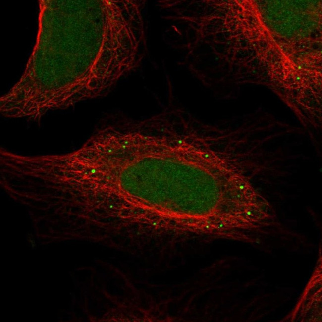 FAM186A Antibody in Immunocytochemistry (ICC/IF)