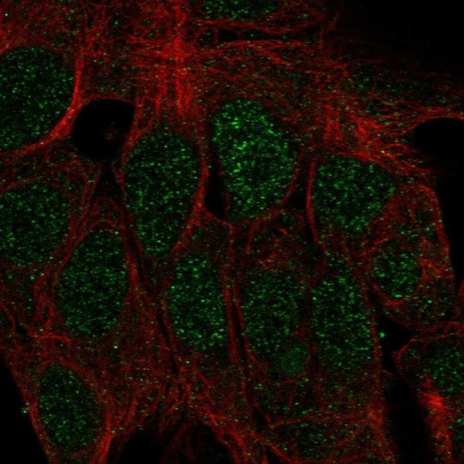 ATOH1 Antibody in Immunocytochemistry (ICC/IF)