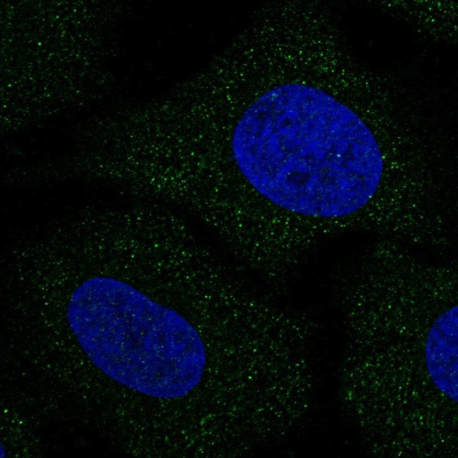 SLC30A8 Antibody in Immunocytochemistry (ICC/IF)