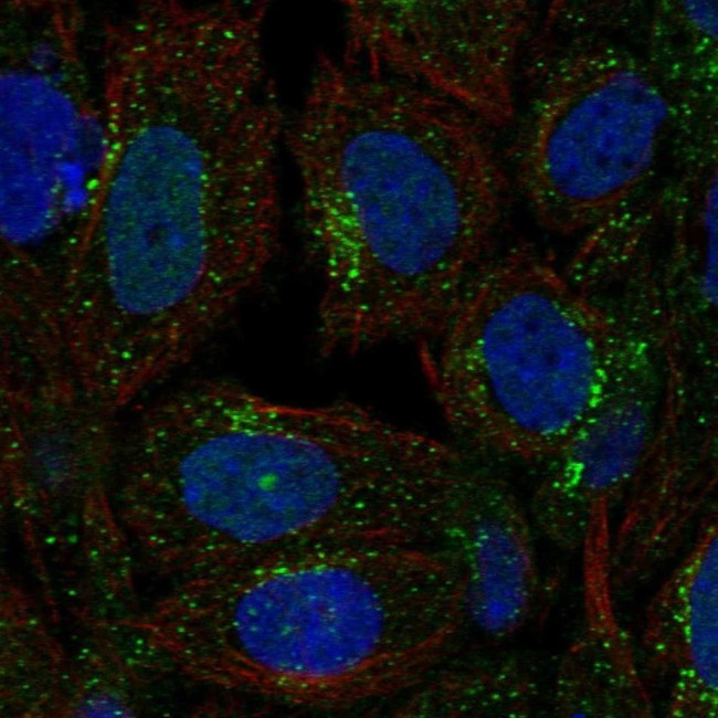 SEC23A Antibody in Immunocytochemistry (ICC/IF)