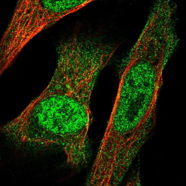 IRX3 Antibody in Immunocytochemistry (ICC/IF)