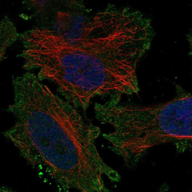 KCNV1 Antibody in Immunocytochemistry (ICC/IF)