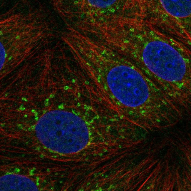 C2orf50 Antibody in Immunocytochemistry (ICC/IF)