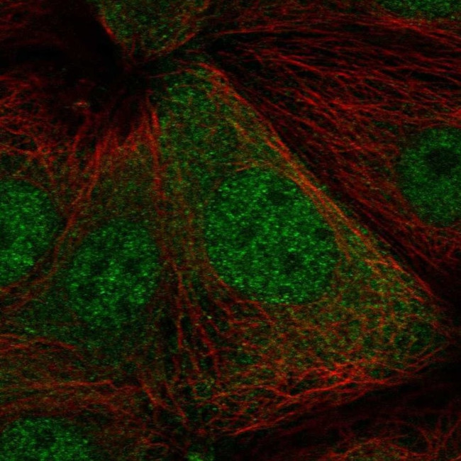 PBOV1 Antibody in Immunocytochemistry (ICC/IF)