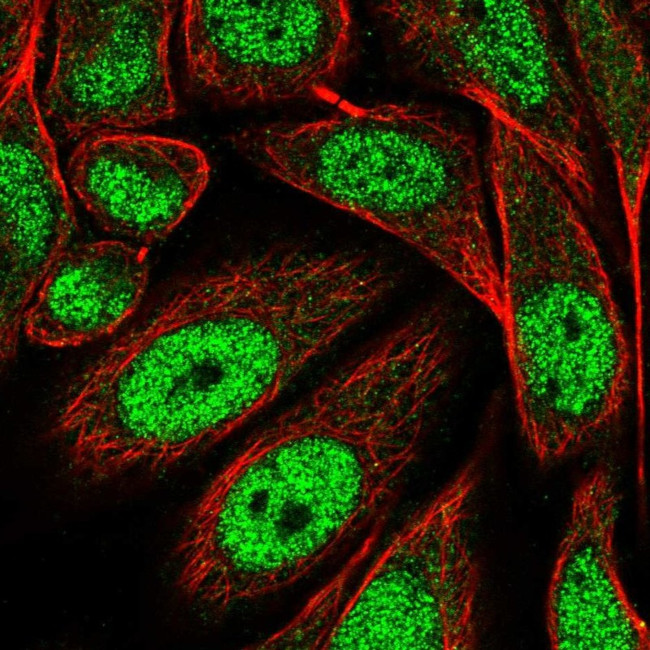 PRDM13 Antibody in Immunocytochemistry (ICC/IF)