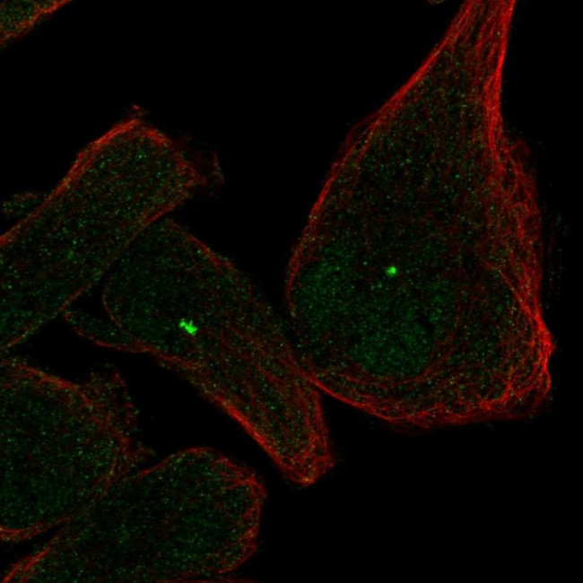 CEP112 Antibody in Immunocytochemistry (ICC/IF)