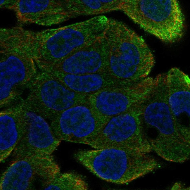 DYX1C1 Antibody in Immunocytochemistry (ICC/IF)