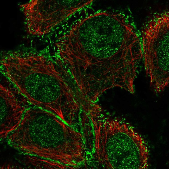 GALNT12 Antibody in Immunocytochemistry (ICC/IF)