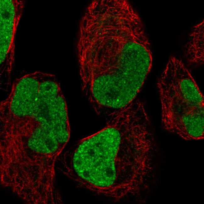 INS-IGF2 Antibody in Immunocytochemistry (ICC/IF)