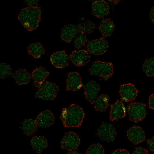 NKAPL Antibody in Immunocytochemistry (ICC/IF)