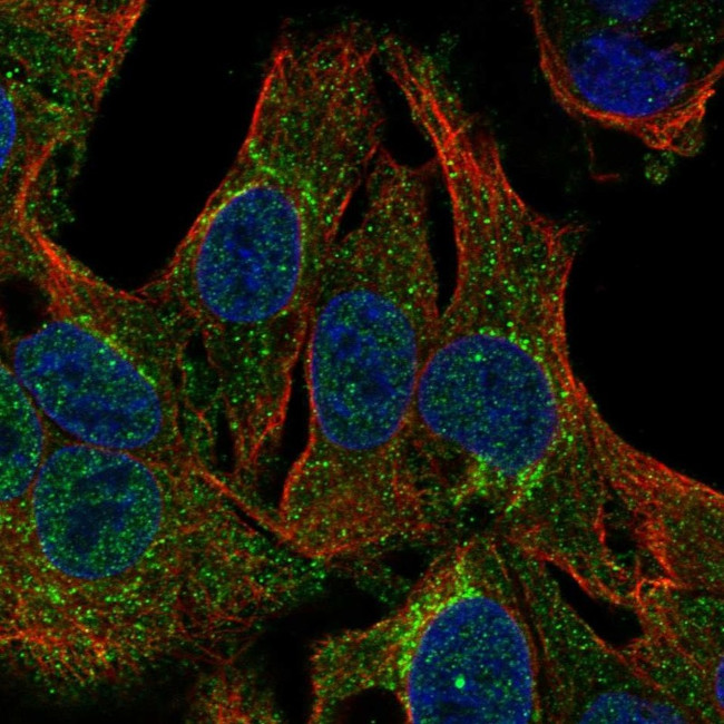 Claudin 20 Antibody in Immunocytochemistry (ICC/IF)