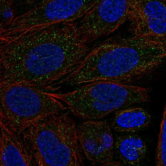 CYP2C18 Antibody in Immunocytochemistry (ICC/IF)