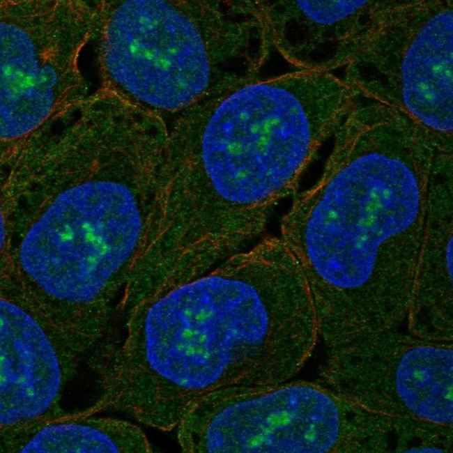 ZNF175 Antibody in Immunocytochemistry (ICC/IF)