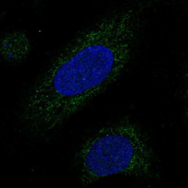MRPL38 Antibody in Immunocytochemistry (ICC/IF)