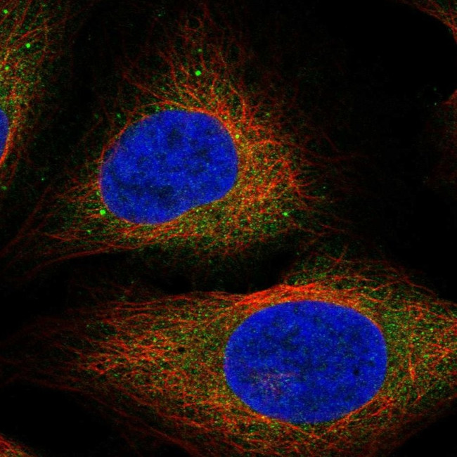 CCDC134 Antibody in Immunocytochemistry (ICC/IF)