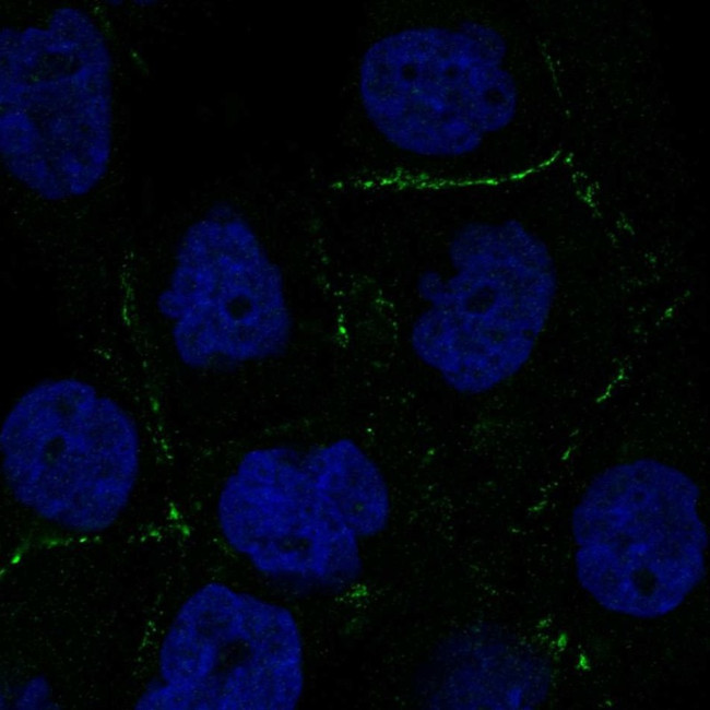 TMEM24 Antibody in Immunocytochemistry (ICC/IF)