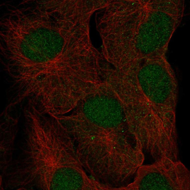 FAM228A Antibody in Immunocytochemistry (ICC/IF)