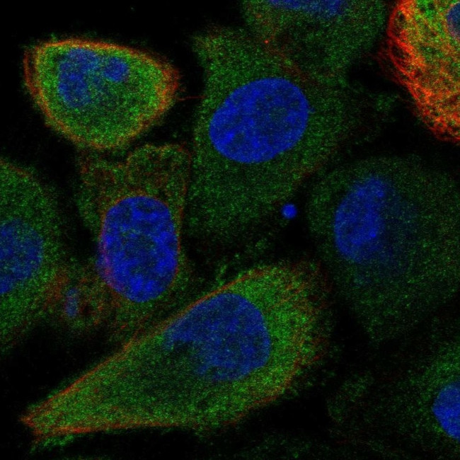 FAM83E Antibody in Immunocytochemistry (ICC/IF)