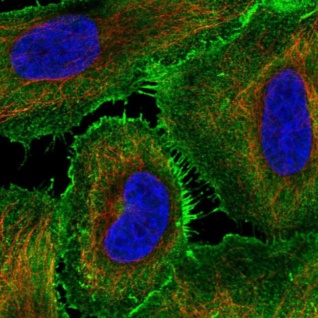 AJM1 Antibody in Immunocytochemistry (ICC/IF)