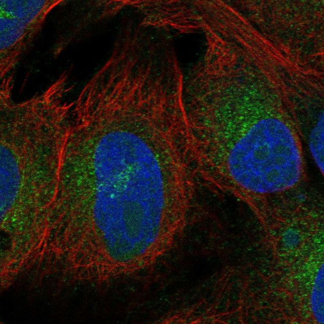 ZNF208 Antibody in Immunocytochemistry (ICC/IF)