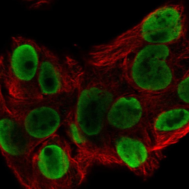 hnRNP A1L2 Antibody in Immunocytochemistry (ICC/IF)
