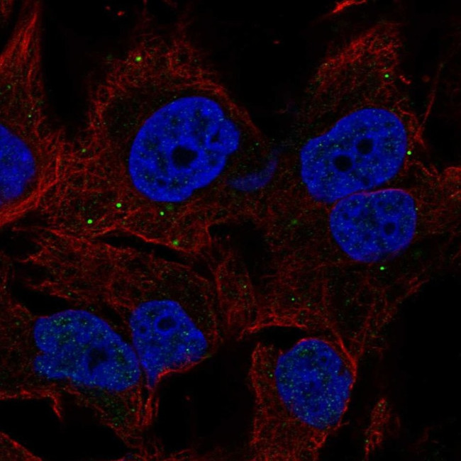 C10orf32 Antibody in Immunocytochemistry (ICC/IF)