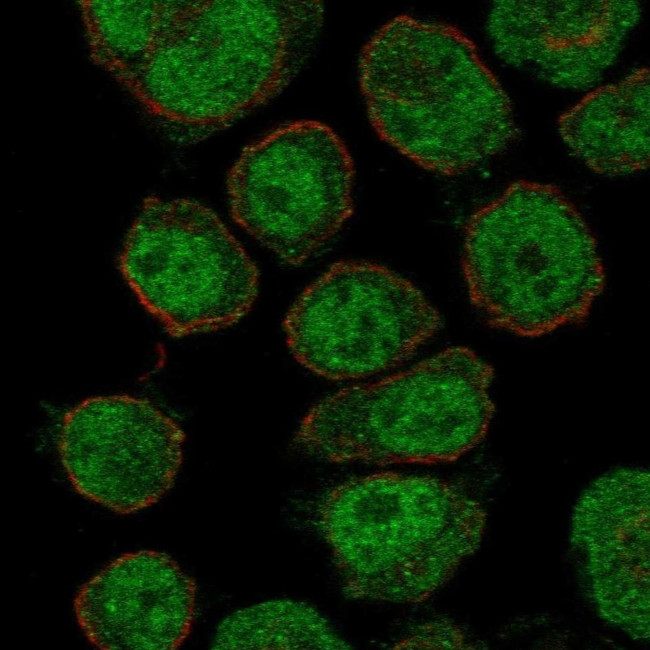 ZNF333 Antibody in Immunocytochemistry (ICC/IF)
