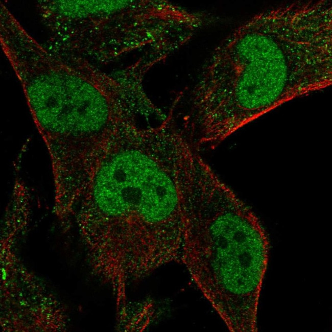 MLIP Antibody in Immunocytochemistry (ICC/IF)