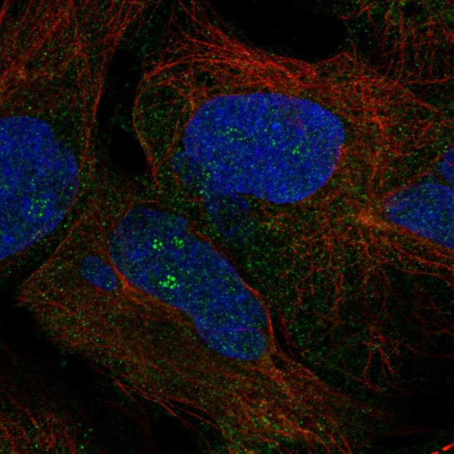 ZNF728 Antibody in Immunocytochemistry (ICC/IF)